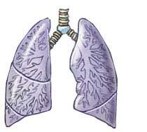 The Respiratory System Provides oxygen and removes carbon dioxide generated by tissues of reproductive system