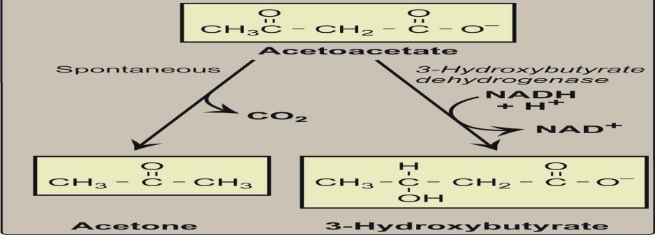 Ketone bodies the fates of acetyl coa which produced by B oixidation : 1) oxidized at the TCA cycle 2)synthesis of ketone bodies Ketone bodies : 1)acetoacetate 2) acetone 3) 3_hydroxybutyrate Naming