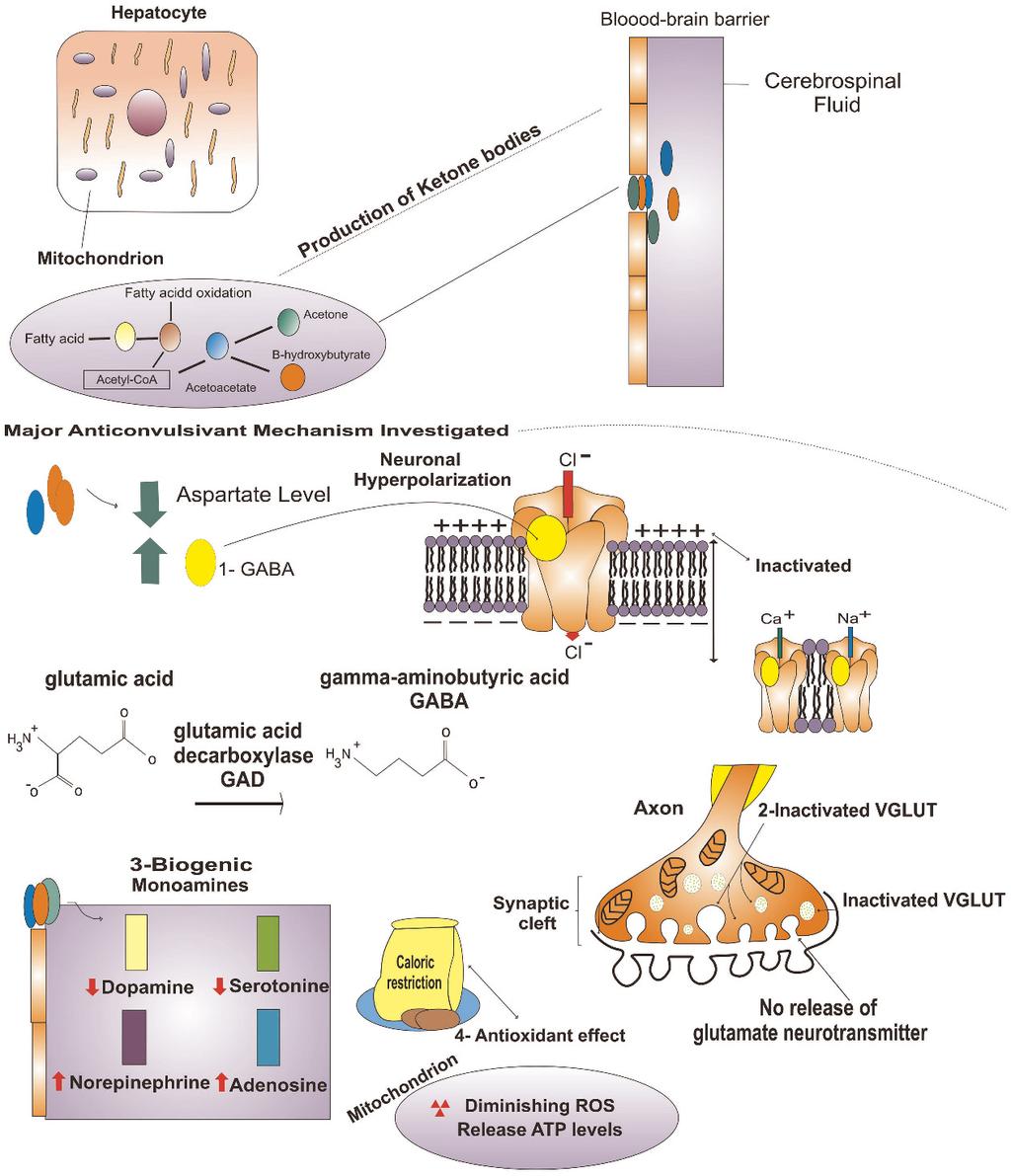 Mechanisms of a ketogenic diet Figure 1 - Production of ketone bodies and potential primary anticonvulsant mechanisms: (1) GABA neurotransmitter (neuronal hyperpolarization and membrane channels; (2)