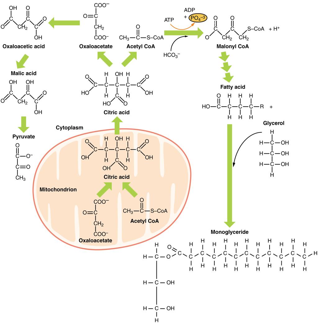 OpenStax-CNX module: m46462 10 Lipid Metabolism Figure 6: Lipids may follow one of
