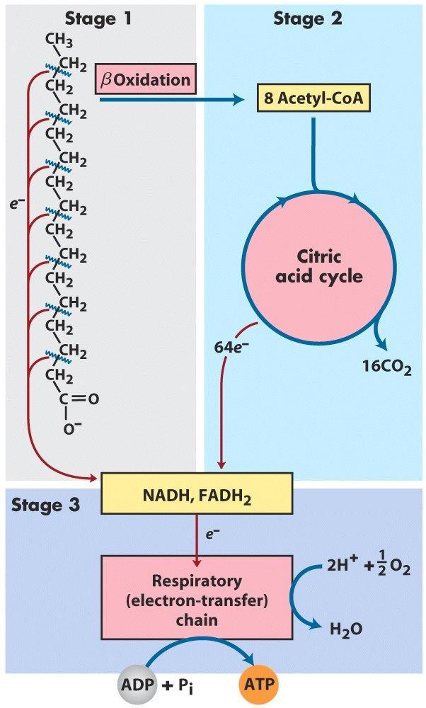 β Oxidation of Fatty Acids.