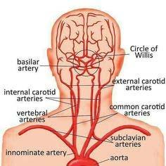 Carotid Arteries Starts at the Common Carotid Arteries and break off