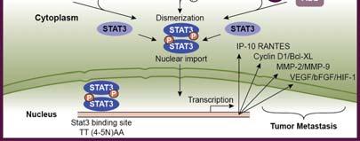 Preferential Activation of IL6-JAK2-STAT3 Pathway in Basal-Like BC Cells 1 IL-6 secreted by basal-like BC cell lines