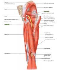 Anatomy Transgluteal and Subgluteal Approach At the transgluteal level, the sciatic nerve is seen between the ischial tuberosity and greater