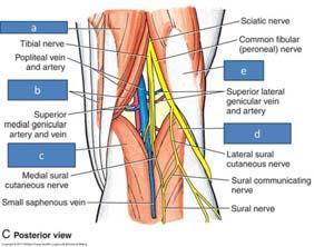 the artery CPN is superficial and lateral to the TN Nerve is hyperechoic with a "honey comb" appearance TN and CPN