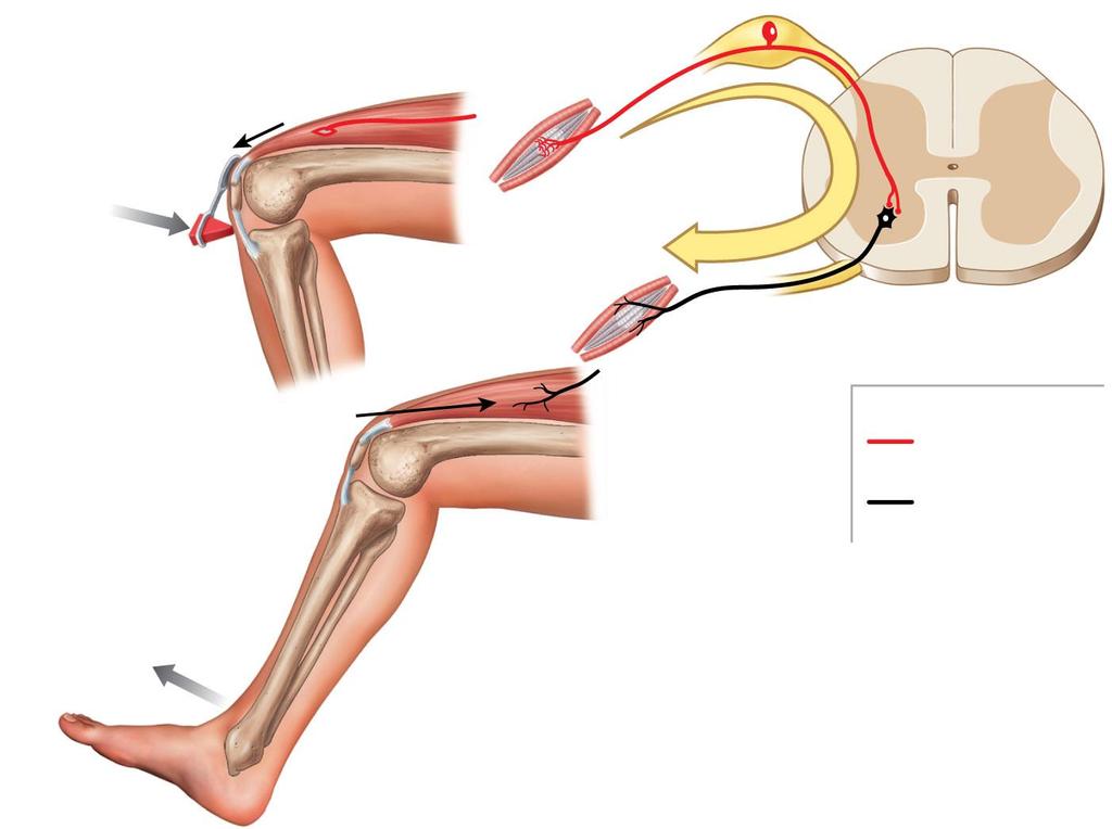 Figure 13-17 A Stretch Reflex Stimulus Stretch Receptor (muscle spindle) REFLEX ARC Spinal
