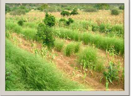 maize and sorghum field Vetiver