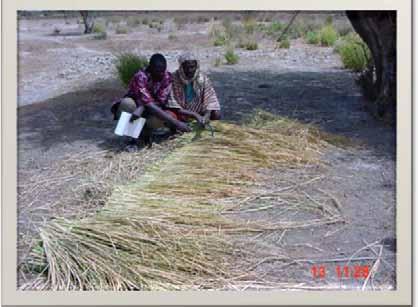 Gambia Drying vetiver for