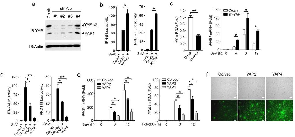 Supplementary Figure 1 YAP negatively regulates IFN- signaling. (a) Immunoblot analysis of Yap knockdown efficiency with sh-yap (#1 to #4 independent constructs) in Raw264.7 cells.