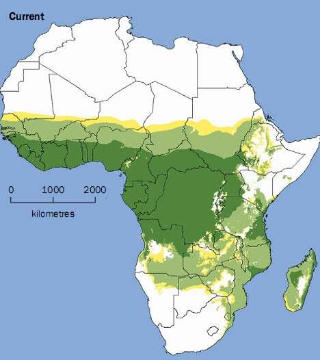 Seasonality of transmission in sub-saharan Africa (Tanser et al. 23) mara.