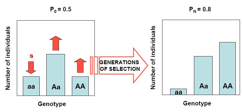 Variation in quantitative traits arises from the combined effects of: Population genetics Genes at multiple loci Pleiotropy (one gene having many effects) Epistasis (different genes interacting)