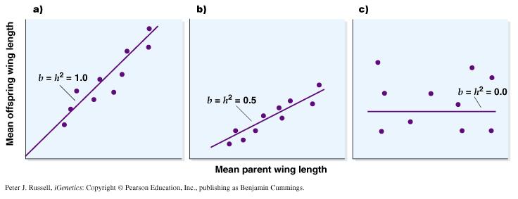 Measuring h 2 : Parent-offspring regression h 2 = 2(r(MZ)-r(DZ)) Where r stands for the correlation between twins Measuring heritability from regression analysis Heritability of different human