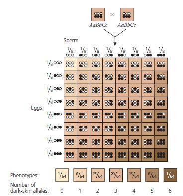 o Polygenic: Some traits, such as eye color or height in humans, are influenced by many genes working in conjunction. This produces a wide array of possible phenotypes (i.e. there are many different shades of brown eyes).