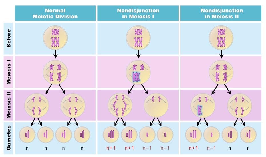 Genetic disorders are caused by mutations within the DNA sequences (substitution or frameshift mutations) or by a chromosomal abnormality (nondisjunction) o Point/Substitution Mutation Examples: