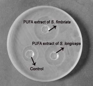 Image 4: Pseudomonas aeruginosa. Acetone control showed an activity of 13mm, S. fimbriata extract at 80% concentration showed an activity of 28mm while S.