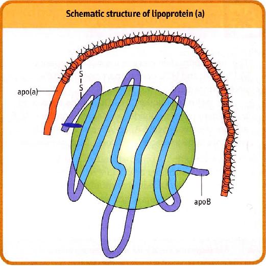 Lipoprotein(a), or Lp(a) - Another kind of atherogenic lipoprotein.