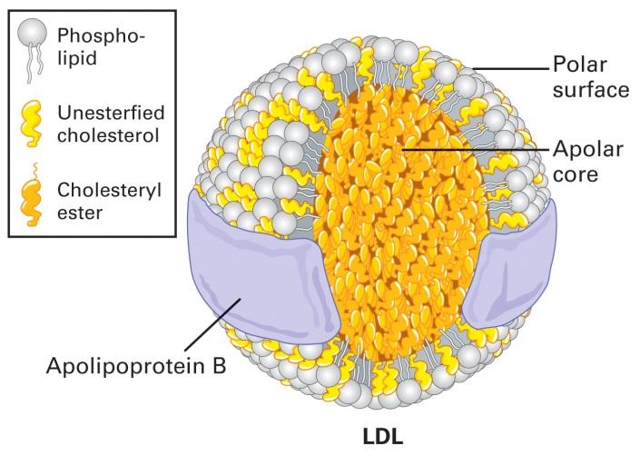 apolipoproteins, phospholipids and free cholesterol a Polar portion of these compounds are