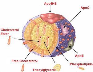 Apolipoproteins n Apoproteins acts as: n n Ligands for cell-surface receptors.