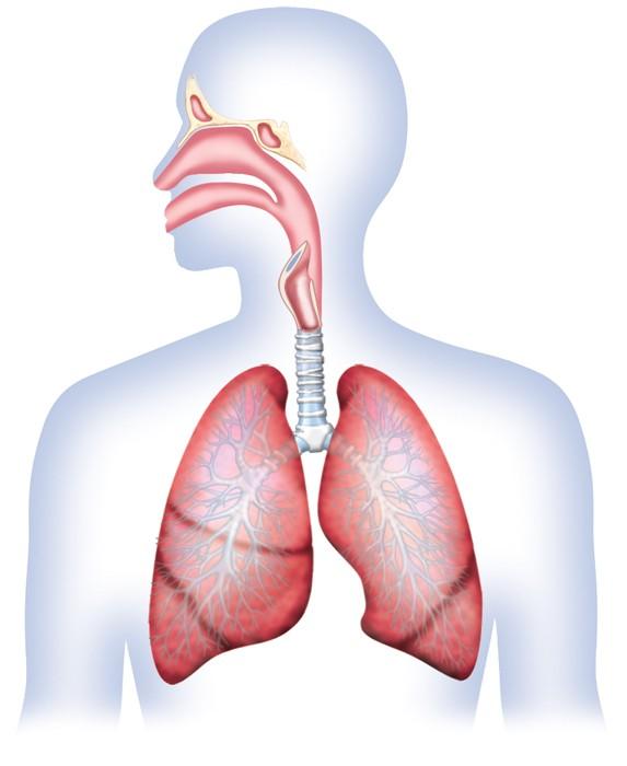 30.1 Respiratory and Circulatory Functions The respiratory system is where gas exchange occurs.