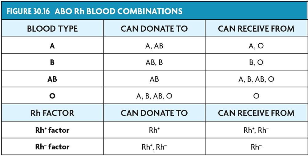30.5 Blood Protein markers define blood types and Rh factors.