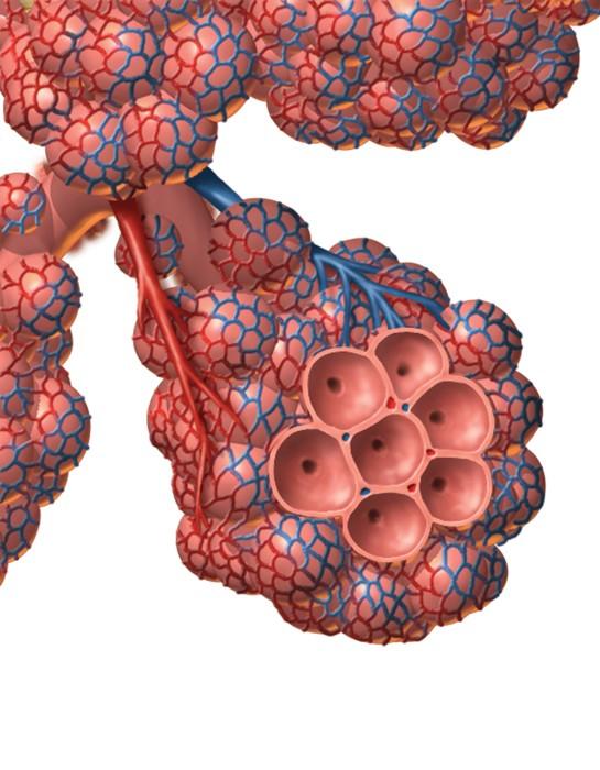 30.2 Respiration and Gas Exchange Gas exchange occurs in the alveoli of the lungs.