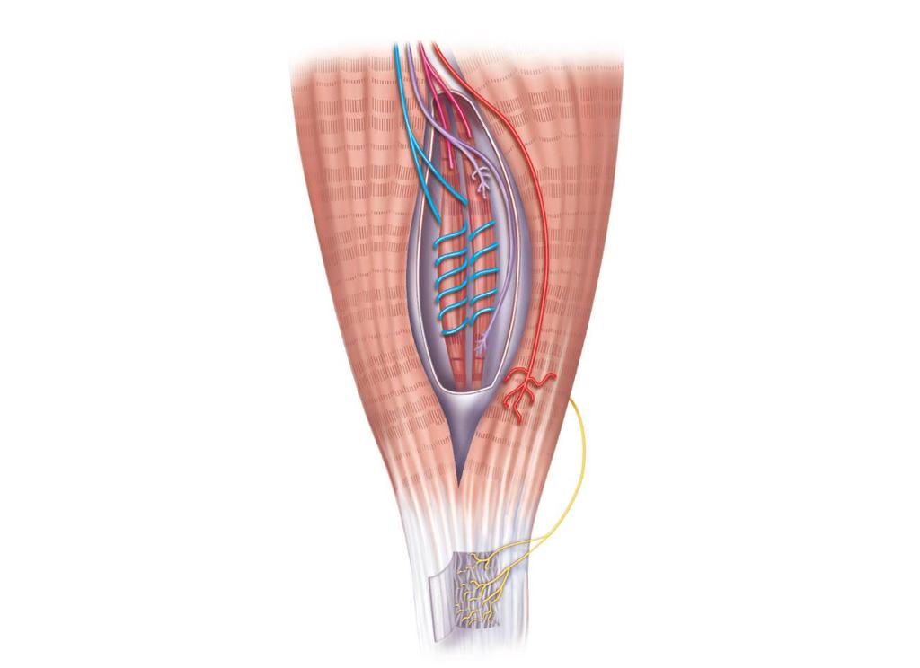 Secondary sensory endings (type II fiber) Efferent (motor) fiber to muscle spindle Primary sensory endings (type Ia fiber) Muscle spindle Connective tissue capsule Efferent