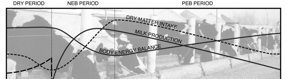 Fig 47-5. The effects of decreased feed intake in the transition period is felt throughout the entire lactation.