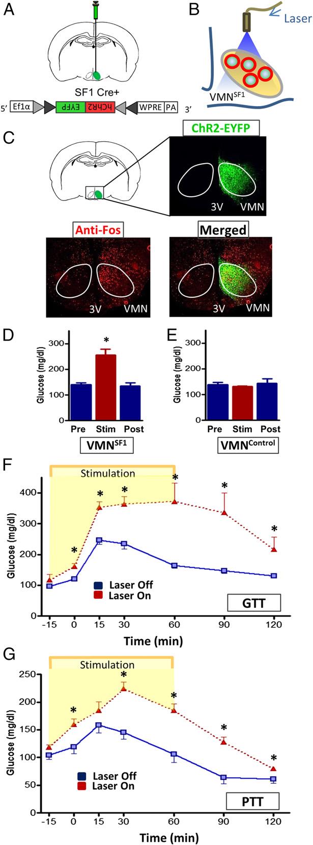 hypothesis, we expressed a light-activated excitatory channel selectively in VMN SF1 neurons through unilateral stereotaxic microinjection of a Cre-dependent, AAV-expressing channelrhodopsin-eyfp