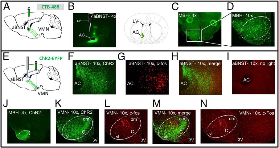 Fig. 6. Cell bodies of VMN SF1 neurons projecting to the abnst are located primarily in central and dorsomedial VMN.