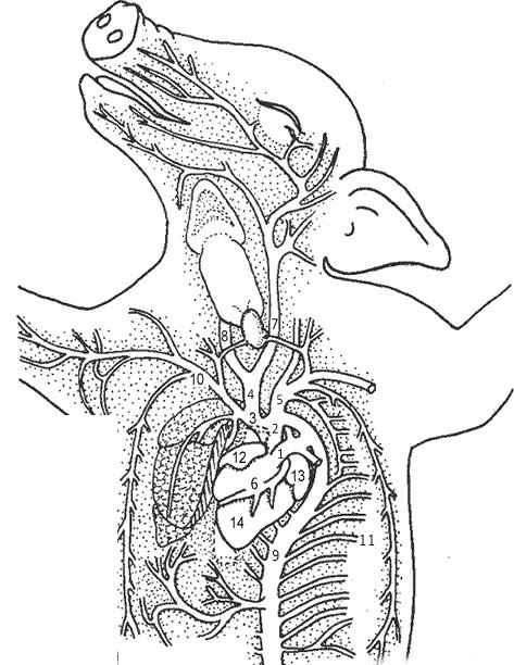 Dissection of the Thoracic Cavity 1. Find the diaphragm again. Remember that the diaphragm separates the abdominal cavity from the thoracic cavity and it aids in breathing.