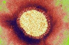 Flu Vaccines, continued The influenza