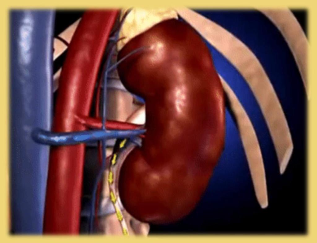 What is Kidney Failure?