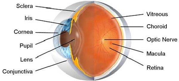 Understanding the functions of the eye Internal eye