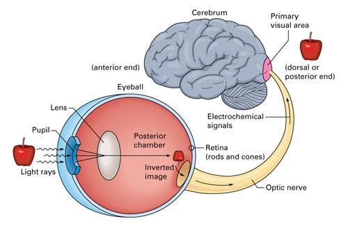 Pathway of vision: Understanding the functions of the eye