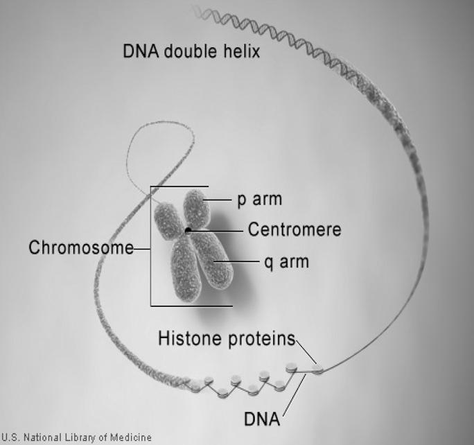 Slika 1. Dvostruka uzvojnica i građa kromosoma Figure 1 Double helix DNA and chromosome structure enzimima, i kasnije se replicira. Njegova DNA je metilirana.
