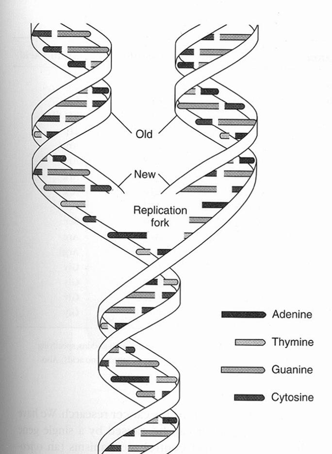 Oni zato podliježu post-translacijskoj modifikaciji na N-terminalnim krajevima, što genetski aktivira kromatin.