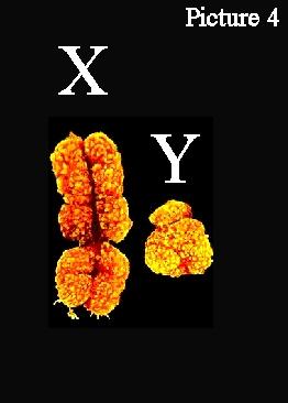 The X and Y chromosome Women have 2 X Men have X and Y