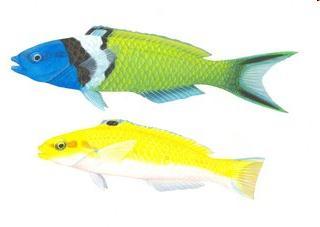 Begin life as females One dominant male Protogyny One female replaces the dominant male in succession Harem Wrasses, other fish
