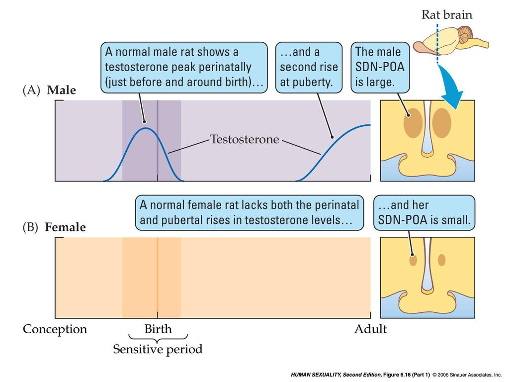 6 6.16 Sexual differentiation