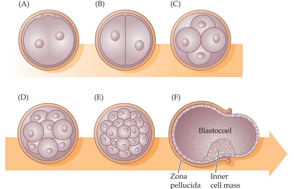 6 Stages of Development (cont d) The conceptus undergoes additional cell division a 16-cell stage (a morula (D))