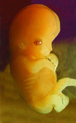 6 Stages of Development (cont d) The embryonic phase is complete by about 7 weeks, at which point the embryo is termed a fetus; the development of the fetus involves growth and functional maturation