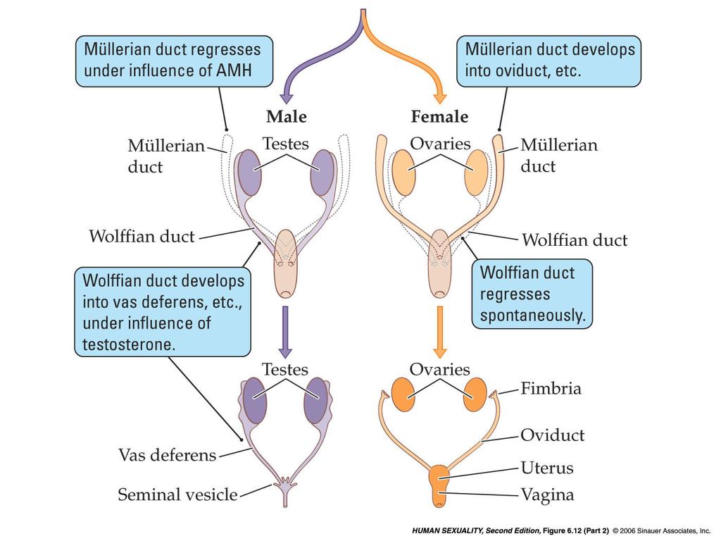 6 6.12 Development of the male and female reproductive tracts from different precursors (Part 2) 6