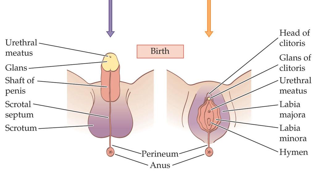 6 Development of Internal Reproductive Tracts and External Genitalia (Cont d) Androgen receptors express the enzyme reductase, which converts testosterone to DHT for the formation of the penis and