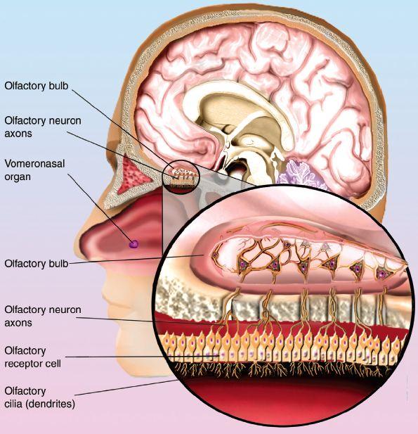 Sex as a Form of Motivation Figure 7.6: The Olfactory and Vomeronasal Systems Pheromone VNO (Vomeronasal organ) Connects to the MPOA and amygdala.
