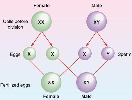 The Biological Determination of Sex Figure 7.7: Female and Male X and Y Chromosomes.