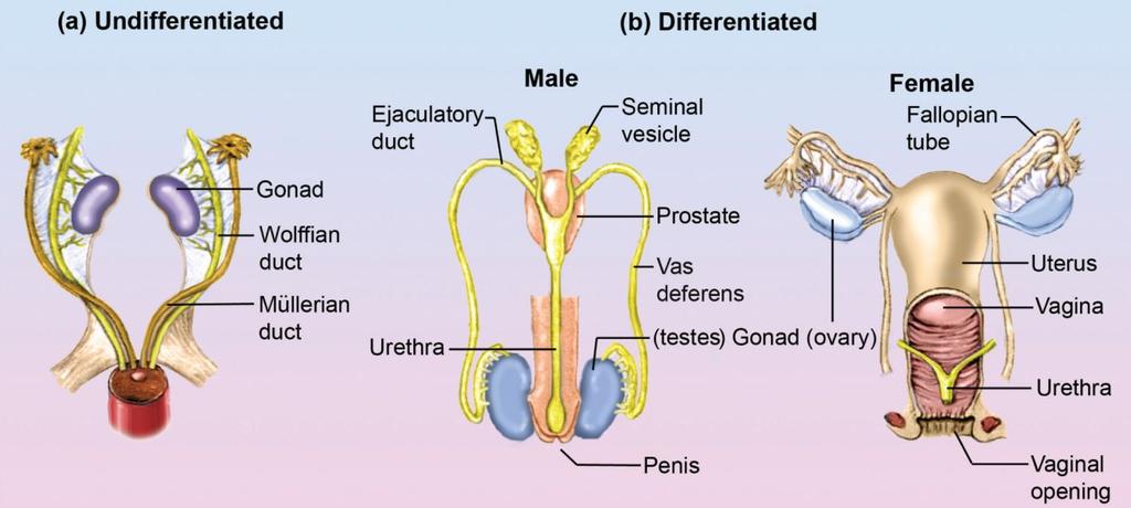 The Biological Determination of Sex Figure 7.