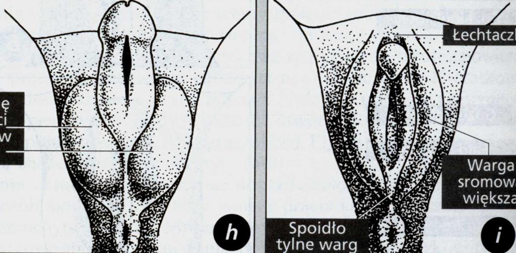 clitoris joining of labial labia minora