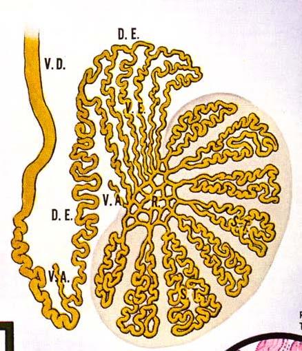 Ducts in males 1) Seminiferous tubules 2)Tubuli recti (straight tubules) 3) Rete testis- branched network of ducts 4) Vasa efferentia- carry