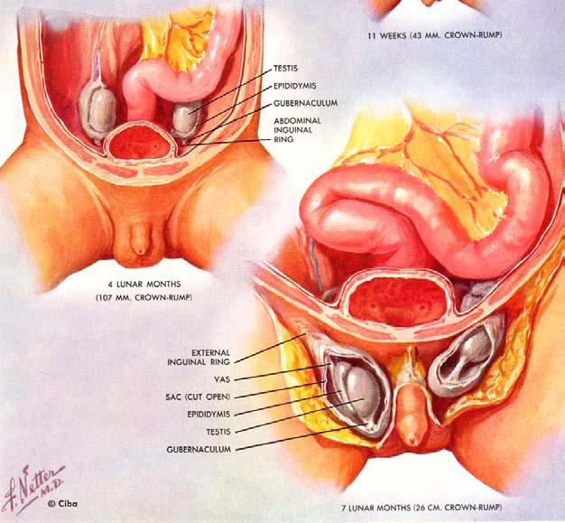 Testicular development Develops in the
