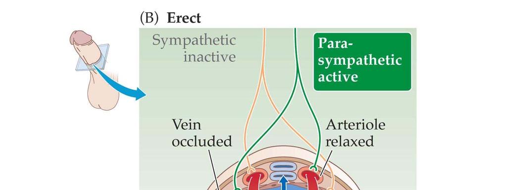 During erection the parasympathetic system increases blood inflow so